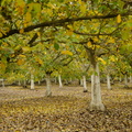 orchard in the fall2011d30c003.jpg